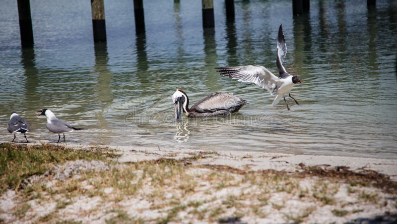 schwimmende Vögel stockfotografie schwimmende Vögel stockfotografie