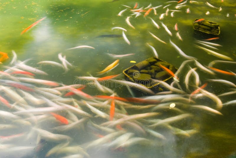 Japanese carps swimming in garden pond, concept of motion fish. Japanese carps swimming in garden pond, concept of motion fish