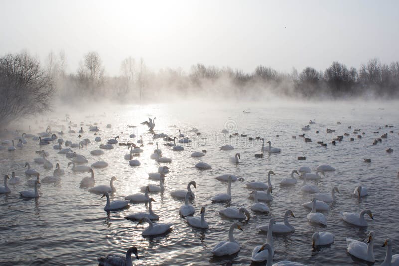Schwäne, die im Nebel schwimmen lizenzfreies stockbild Schwäne, die im Nebel schwimmen lizenzfreies stockbild