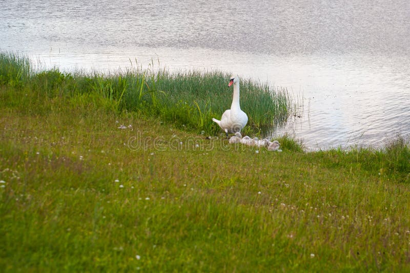 Schwäne sind Vögel des Familie Anatidae innerhalb der Klasse Cygnus Die Schwanengen verwandter schließen Gänse und Enten mit ein stockfotografie Schwäne sind Vögel des Familie Anatidae innerhalb der Klasse Cygnus Die Schwanengen verwandter schließen Gänse und Enten mit ein stockfotografie