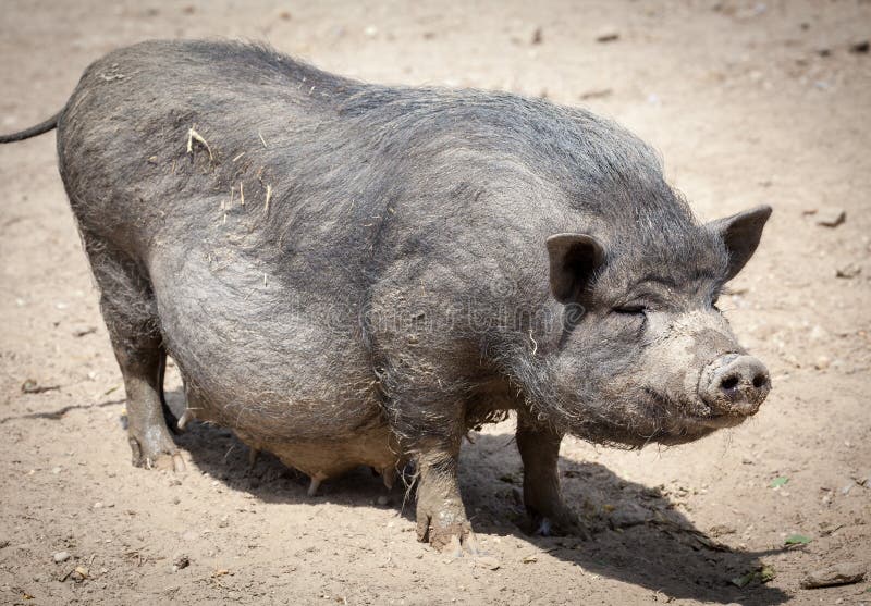 Schwärzen Sie Schwein lizenzfreie stockfotografie Schwärzen Sie Schwein lizenzfreie stockfotografie