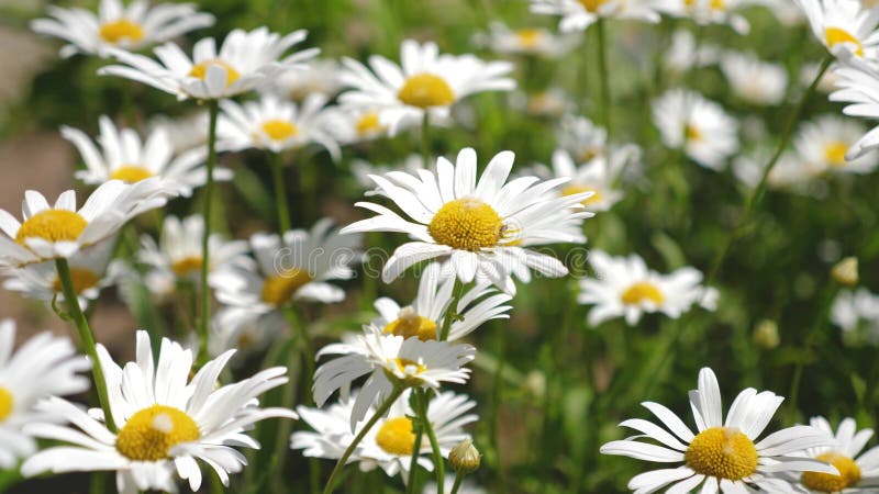 Schöne Gänseblümchenblumen im Frühjahr auf der Wiese weiße Blumen rüttelt den Wind im summerfield Nahaufnahme lizenzfreies stockbild Schöne Gänseblümchenblumen im Frühjahr auf der Wiese weiße Blumen rüttelt den Wind im summerfield Nahaufnahme lizenzfreies stockbild