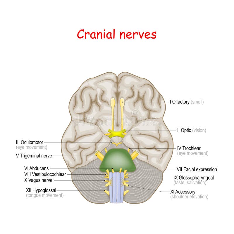 Schädelnerven menschliches Gehirn und Gehirn von unten