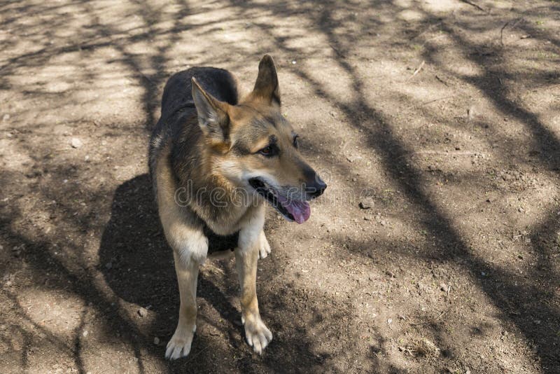 Schäferhund, der im Halbprofil in den Lichtern und in den Schatten steht lizenzfreie stockbilder Schäferhund, der im Halbprofil in den Lichtern und in den Schatten steht lizenzfreie stockbilder