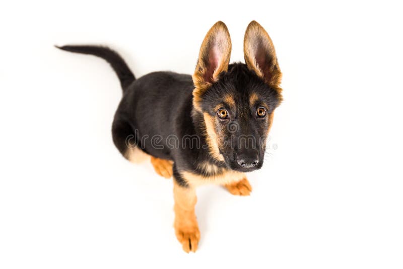Schäferhund des netten Hündchens, der oben schaut lizenzfreies stockfoto Schäferhund des netten Hündchens, der oben schaut lizenzfreies stockfoto