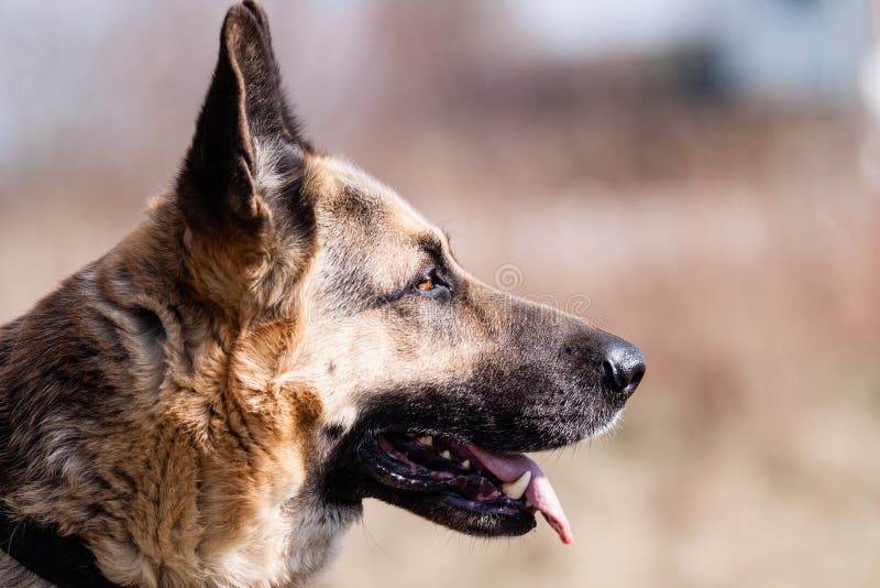 Schäferhund Dog lizenzfreies stockfoto Schäferhund Dog lizenzfreies stockfoto