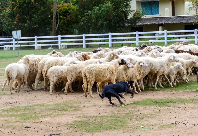 Schäferhundin Herden leben stockfoto Schäferhundin Herden leben stockfoto