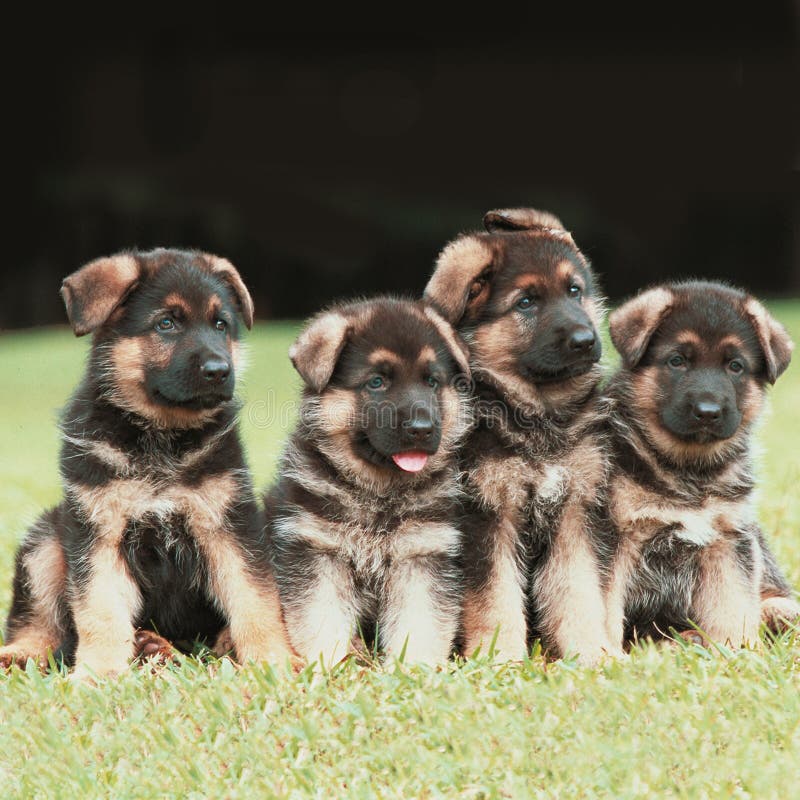 Schäferhundwelpen lizenzfreie stockfotografie Schäferhundwelpen lizenzfreie stockfotografie