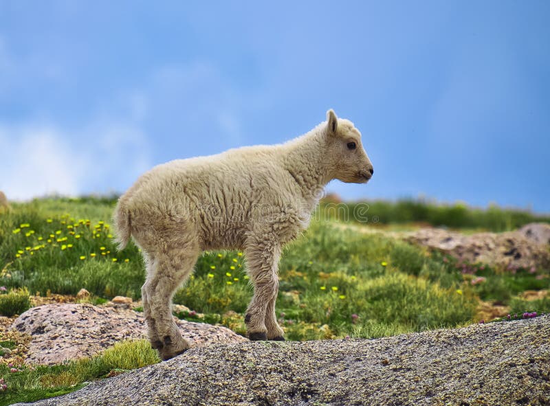 Schätzchen-Colorado-Gebirgsziege stockfotografie Schätzchen-Colorado-Gebirgsziege stockfotografie