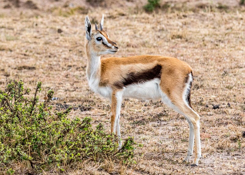 Schätzchen Impala stockbild Schätzchen Impala stockbild