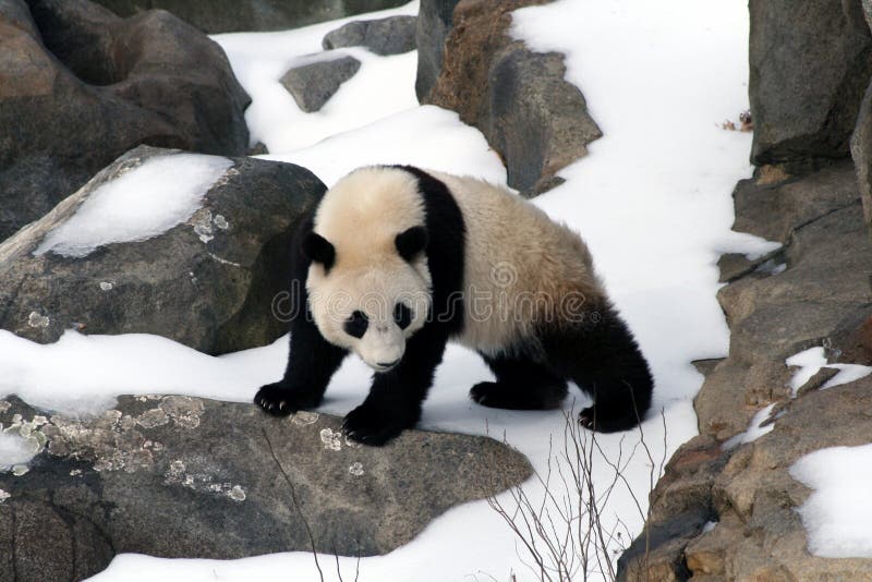 Panda PlГ¤tzchen Panda PlГ¤tzchen