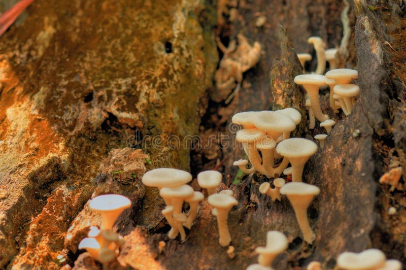 Schätzchen-Pilze lizenzfreie stockfotos Schätzchen-Pilze lizenzfreie stockfotos