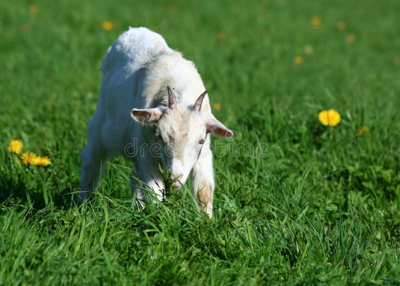 Spring image: a young goat in a pasture. Spring image: a young goat in a pasture