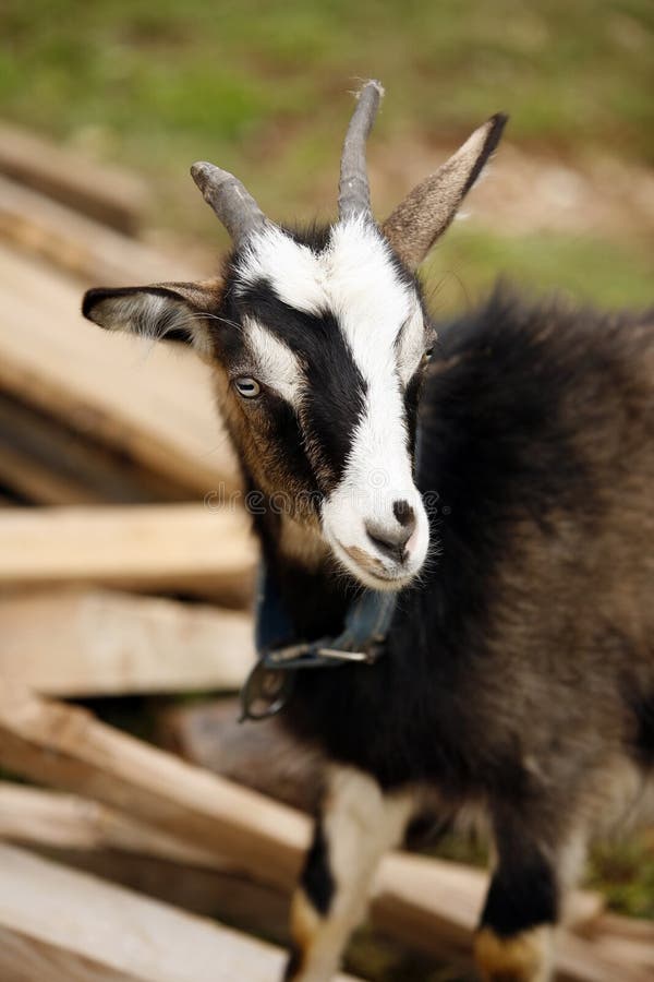 Young goat in a blue collar in a village. Young goat in a blue collar in a village