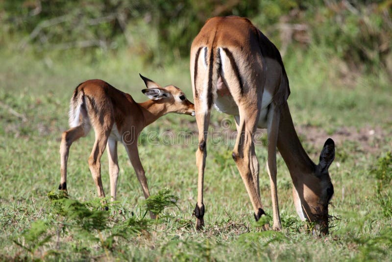 Schätzchenimpala-Antilope und Mutter lizenzfreies stockfoto Schätzchenimpala-Antilope und Mutter lizenzfreies stockfoto