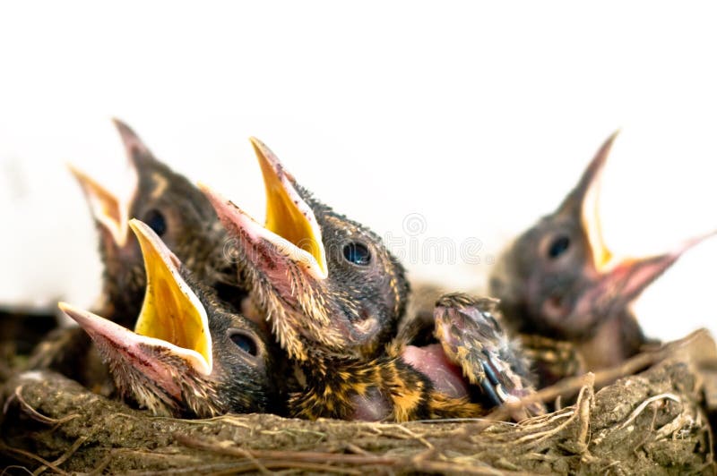 Robin chicks in nest isolated. Robin chicks in nest isolated