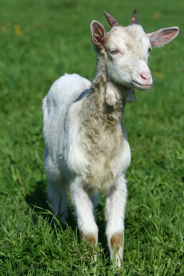 Spring image : a young goat in a pasture. Spring image : a young goat in a pasture