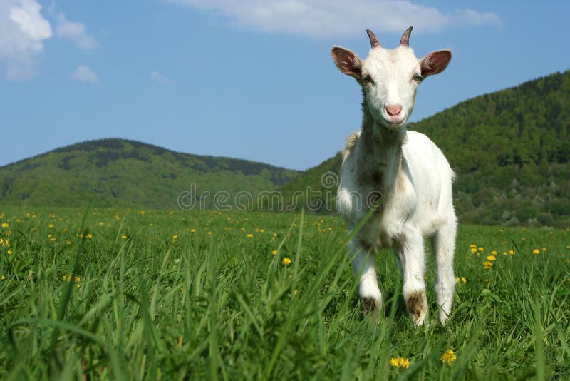 A young goat standing in a green pasture with hills at the background. A young goat standing in a green pasture with hills at the background