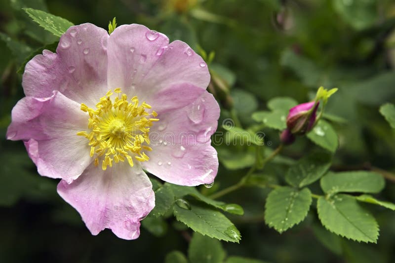 Schön Blume-stieg mit den nassen Blumenblättern lizenzfreies stockbild Schön Blume-stieg mit den nassen Blumenblättern lizenzfreies stockbild