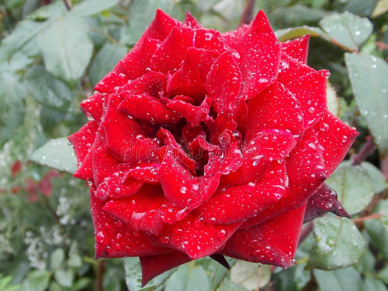 Schön stieg ein einzelnes nach Regen stockbild Schön stieg ein einzelnes nach Regen stockbild