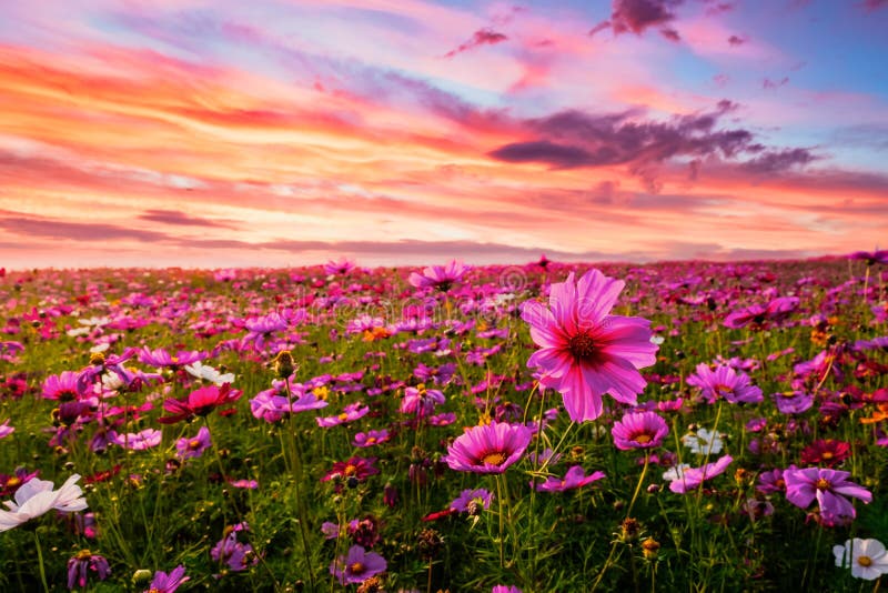 Schön und Unglaublich von Kosmosblumenweidelandschaft im Sonnenuntergang. stockfoto