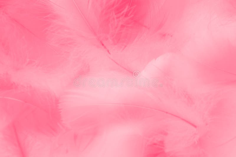 Schöne abstrakte, farbenfrohe weiße und rosa Federn auf weißem Hintergrund und weiche, rote Federstruktur auf rosa Muster, rosa Hintergrund