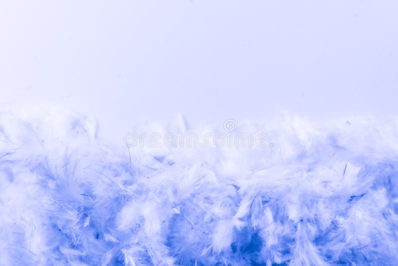 Schöne abstrakte violette und blaue Federn auf dunklem Hintergrund und farbenfrohe weiße rosa Federn portrait frame textu. Schöne abstrakte, lila und blaue Federn auf dunklem Hintergrund und farbenfrohe weiße rosa Federportrait Rahmenstruktur Textur