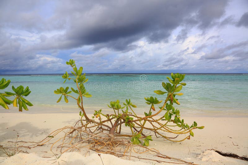 Schöne Ansicht der Küstenlinie mit Grünpflanze und weißer Sand setzen auf Türkiswasser und blauem Himmel mit Weißwolkenhintergrun lizenzfreies stockfoto Schöne Ansicht der Küstenlinie mit Grünpflanze und weißer Sand setzen auf Türkiswasser und blauem Himmel mit Weißwolkenhintergrun lizenzfreies stockfoto