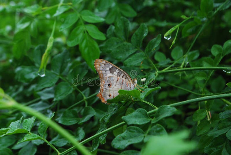 Schöne Ansicht des perfekten Schmetterlinges der Natur stockfotos