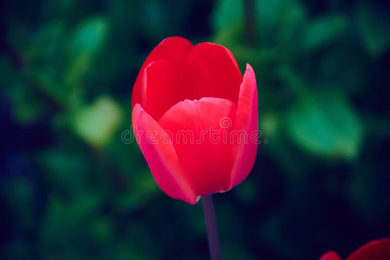 Schöne Ansicht einer roten Tulpe im Garten nahe bei grünem Hintergrund von Anlagen lizenzfreies stockfoto Schöne Ansicht einer roten Tulpe im Garten nahe bei grünem Hintergrund von Anlagen lizenzfreies stockfoto