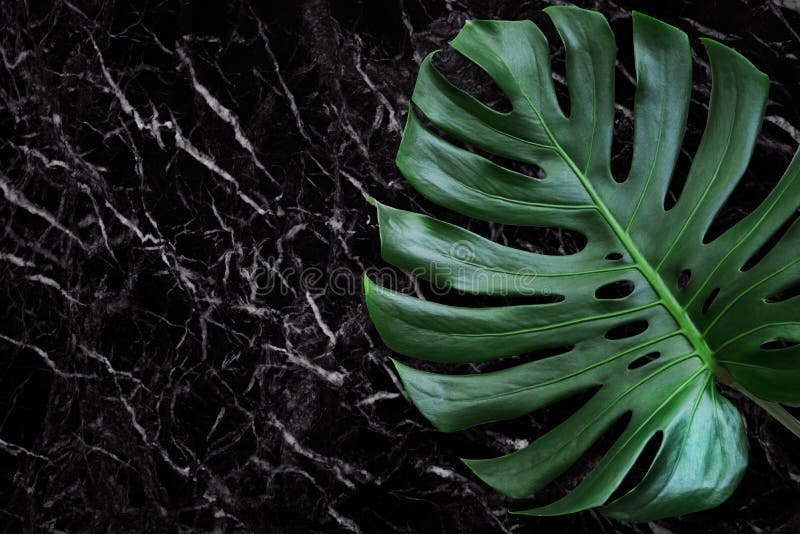 schöne Beschaffenheit des schwarzen Marmorsteins mit monstera Blatt lizenzfreies stockfoto schöne Beschaffenheit des schwarzen Marmorsteins mit monstera Blatt lizenzfreies stockfoto