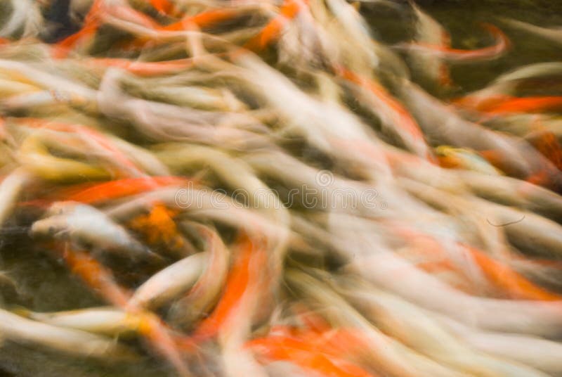 Beautiful motion fishes in garden pond, Japanese carp. Beautiful motion fishes in garden pond, Japanese carp