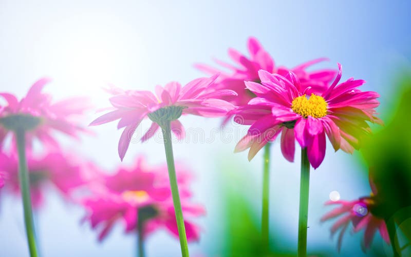 Schöne Blume lizenzfreies stockbild