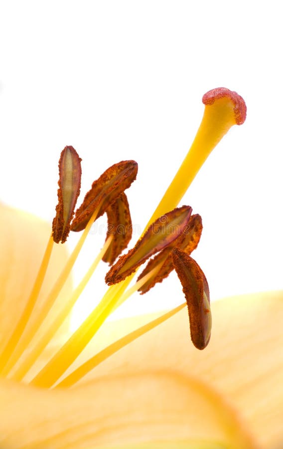 Schöne Blume stockfotos