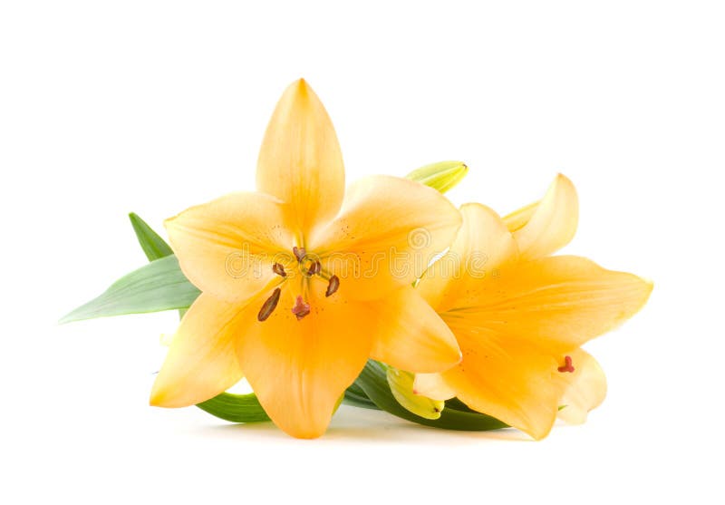 Schöne Blume lizenzfreie stockbilder