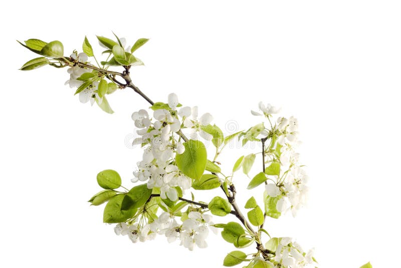 Schöne Blume auf Weiß stockbild