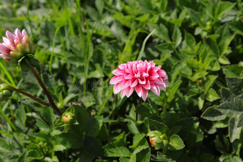 Schöne Blume im Sonnenschein mit grünen Blättern im Garten von Istanbul Frühjahr 2019 lizenzfreie stockfotos Schöne Blume im Sonnenschein mit grünen Blättern im Garten von Istanbul Frühjahr 2019 lizenzfreie stockfotos