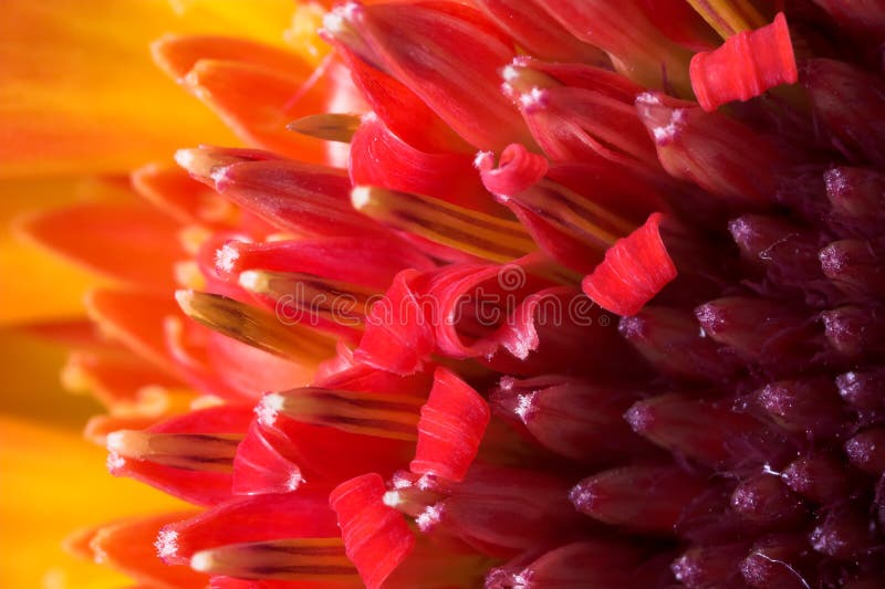 Schöne Blume - Makrobetriebsart stockfoto