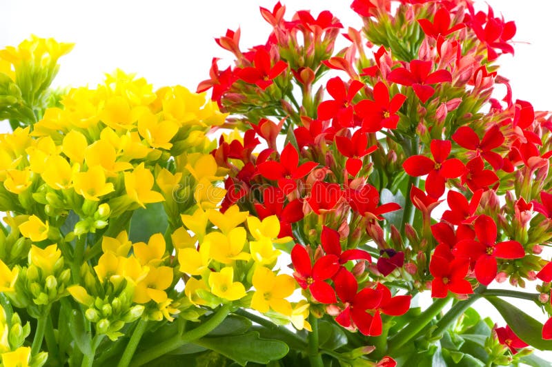 Schöne Blume von kalanchoe lizenzfreie stockbilder