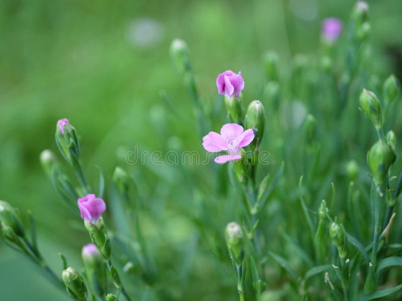 Schöne Blumen auf dem Gebiet stockfotos Schöne Blumen auf dem Gebiet stockfotos