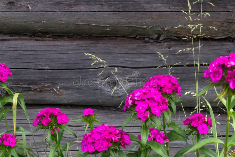 Schöne Blumen der türkischen Gartennelke im sonnigen Garten des Sommers lizenzfreie stockfotografie Schöne Blumen der türkischen Gartennelke im sonnigen Garten des Sommers lizenzfreie stockfotografie