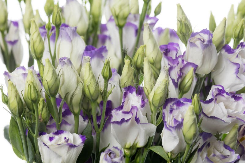 Schöne Blumen isoliert auf weißem Studiohintergrund. Gestaltungselemente. blühende Frühlingssommerzeit. stockbild