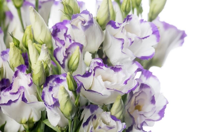 Schöne Blumen isoliert auf weißem Studiohintergrund. Gestaltungselemente. blühende Frühlingssommerzeit. stockbild