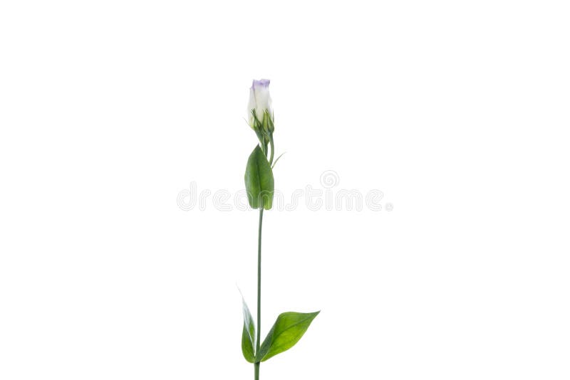 Schöne Blumen isoliert auf weißem Studiohintergrund. Gestaltungselemente. blühende Frühlingssommerzeit. lizenzfreie stockfotografie