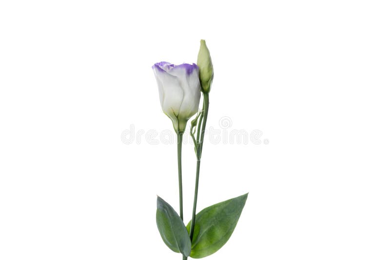 Schöne Blumen isoliert auf weißem Studiohintergrund. Gestaltungselemente. blühende Frühlingssommerzeit. lizenzfreies stockbild