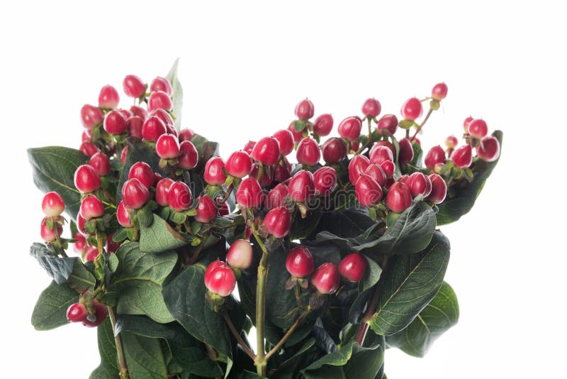 Schöne Blumen isoliert auf weißem Studiohintergrund. Gestaltungselemente. blühende Frühlingssommerzeit. stockfoto