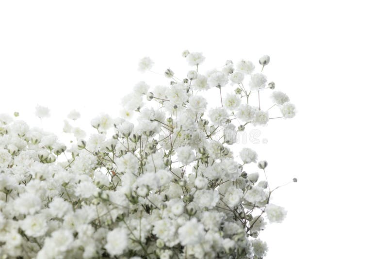 Schöne Blumen isoliert auf weißem Studiohintergrund. Gestaltungselemente. blühende Frühlingssommerzeit. Kompaktes Weiß des Gypsophila. Abschluss die wunderschöne Blumen isoliert auf weißem Studiohintergrund. Gestaltungselemente für den Schnitt. blühende Frühlingssommerzeitangebotblätter und -blumenblätter. copyspace.
