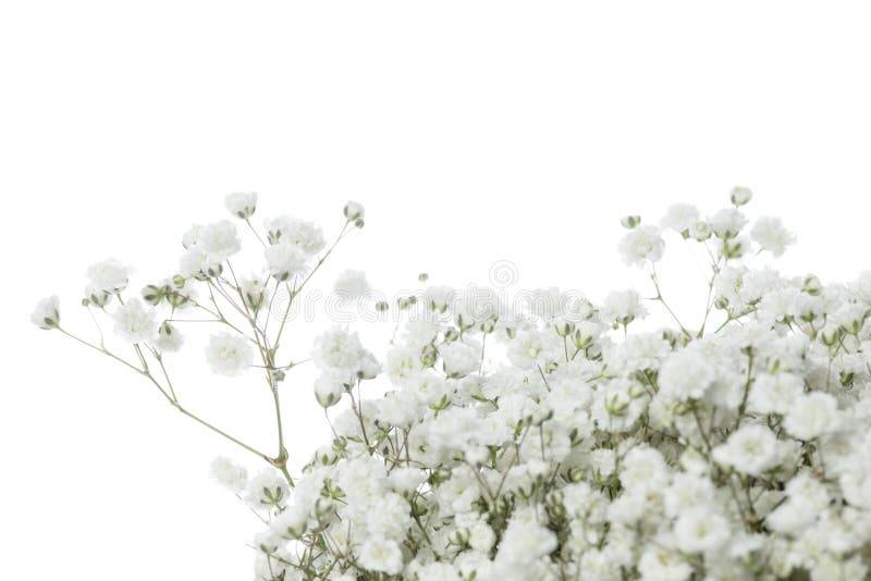 Schöne Blumen isoliert auf weißem Studiohintergrund. Gestaltungselemente. blühende Frühlingssommerzeit. stockfoto