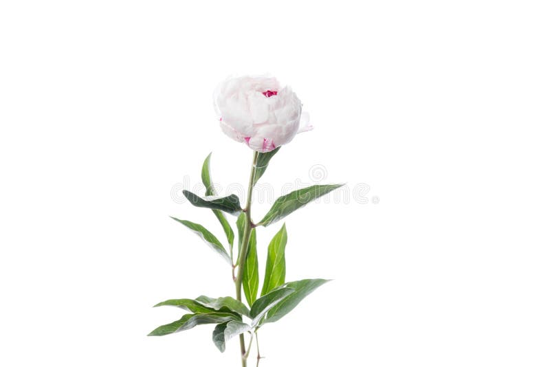 Schöne Blumen isoliert auf weißem Studiohintergrund. Gestaltungselemente. blühende Frühlingssommerzeit. stockfotografie
