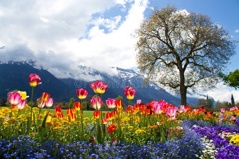 Schöne Blumenlandschaft lizenzfreies stockbild